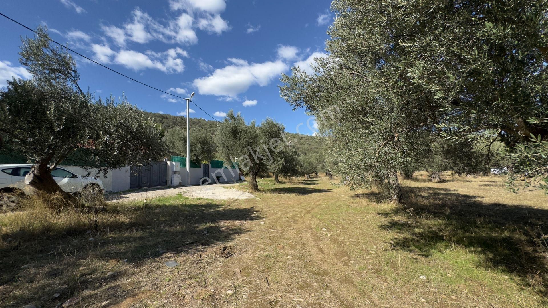 Güre'de Oksijeni Bol Zeytinlik Alan İçerisinde, Kazdağlarının Eteğinde Havuzlu Lüks Villa - Görsel 11