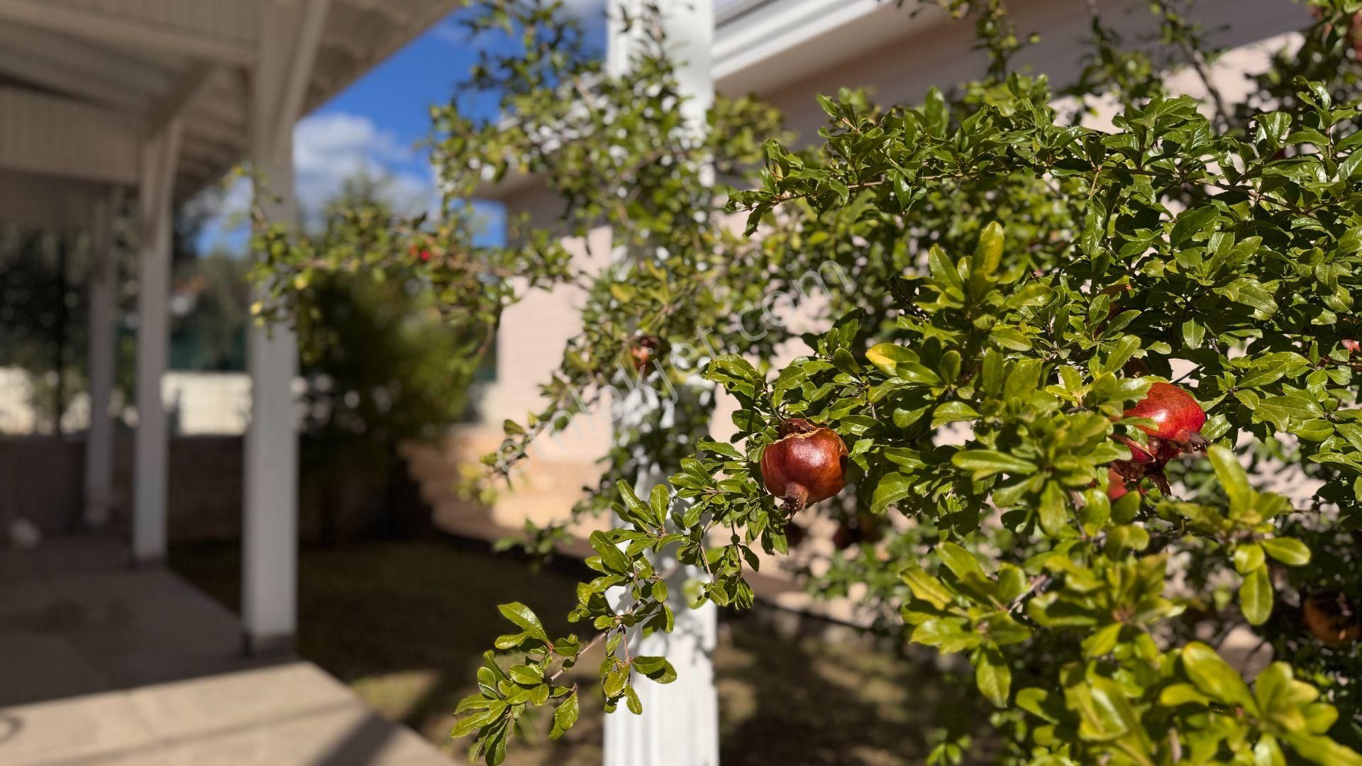 Güre'de Oksijeni Bol Zeytinlik Alan İçerisinde, Kazdağlarının Eteğinde Havuzlu Lüks Villa - Görsel 5