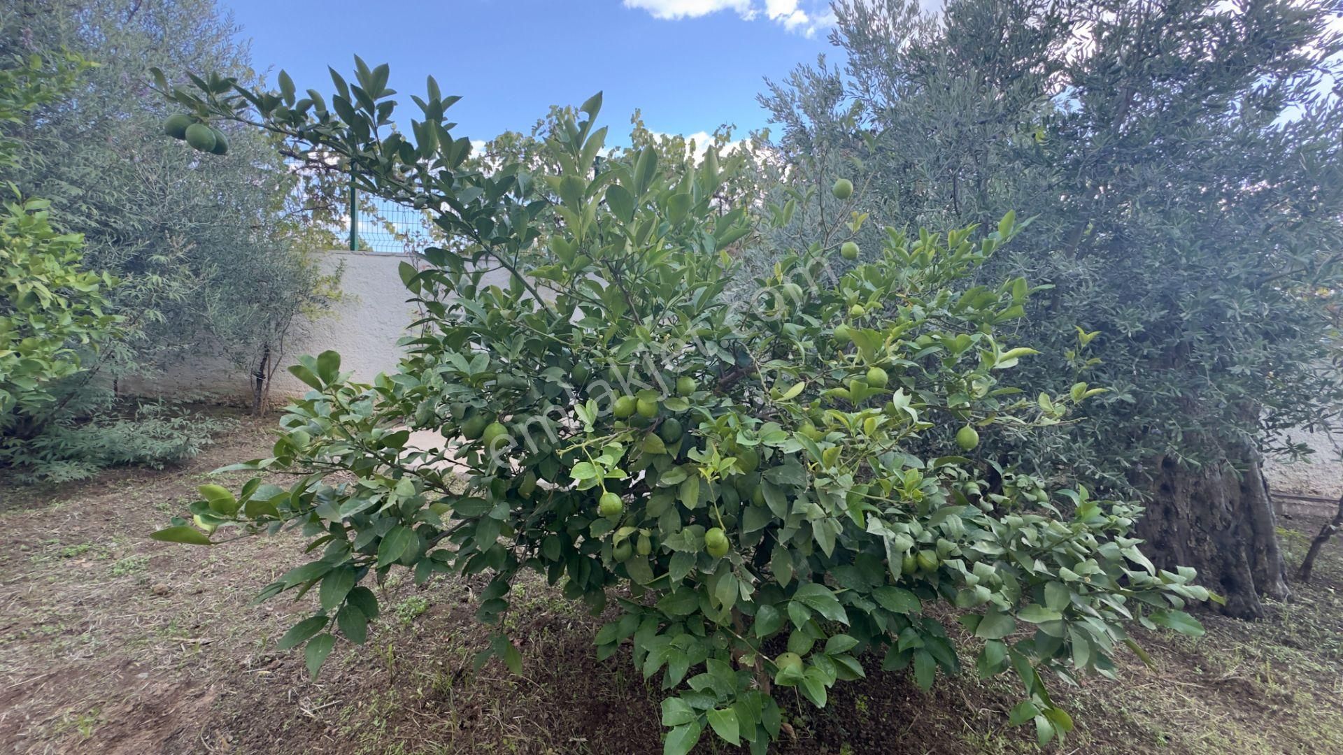 Güre'de Oksijeni Bol Zeytinlik Alan İçerisinde, Kazdağlarının Eteğinde Havuzlu Lüks Villa - Görsel 70