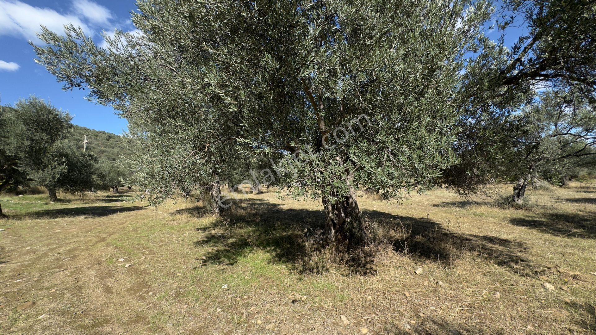 Güre'de Oksijeni Bol Zeytinlik Alan İçerisinde, Kazdağlarının Eteğinde Havuzlu Lüks Villa - Görsel 10