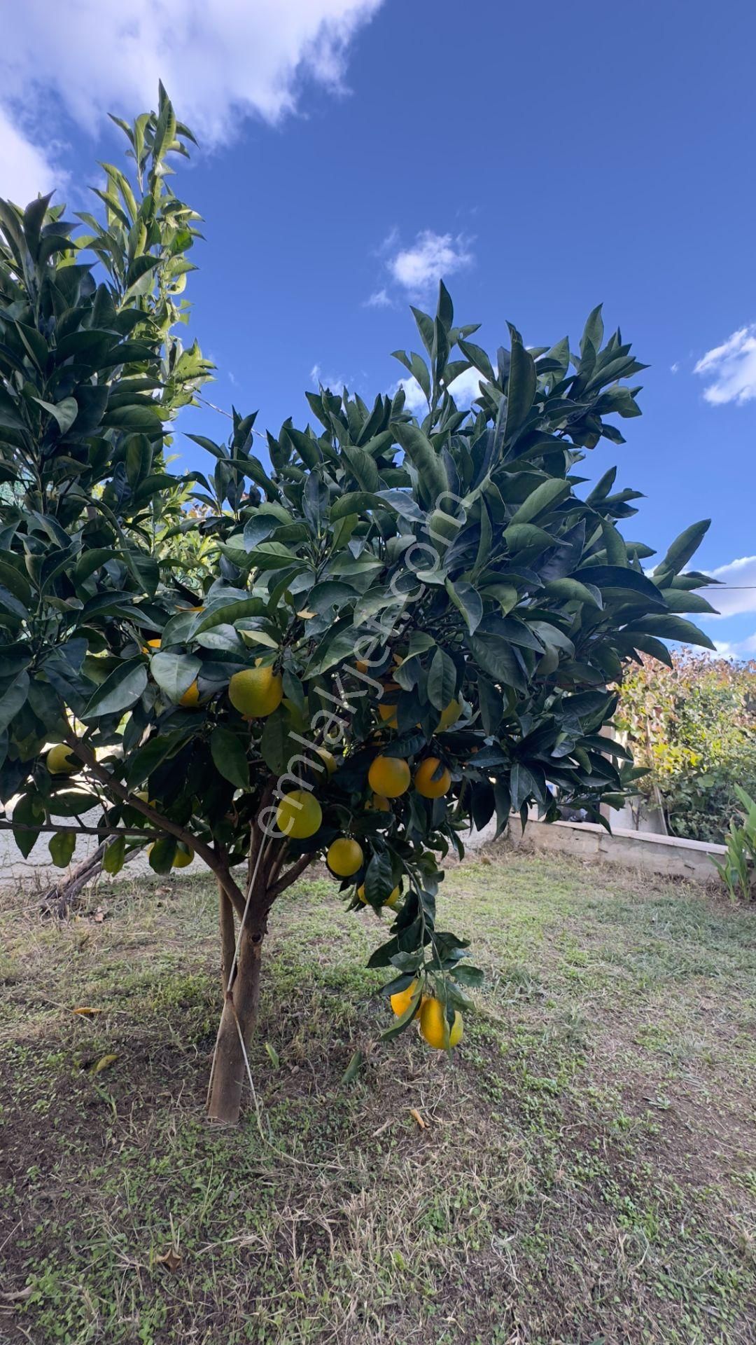 Güre'de Oksijeni Bol Zeytinlik Alan İçerisinde, Kazdağlarının Eteğinde Havuzlu Lüks Villa - Görsel 34