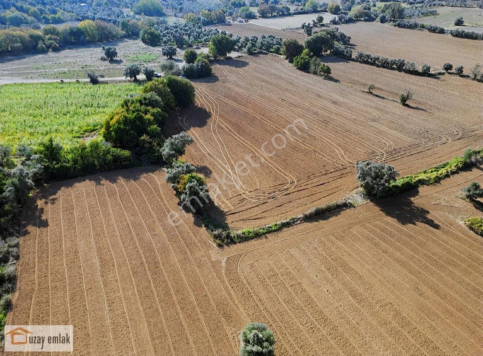 Milas Kurudere'de Satılık 5000 M2 Tarla - Görsel 4