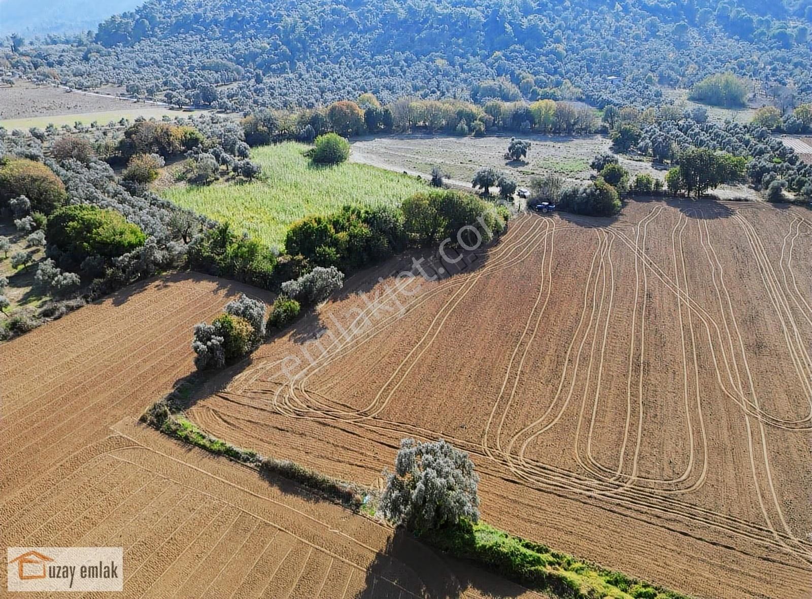 Milas Kurudere'de Satılık 5000 M2 Tarla - Görsel 7