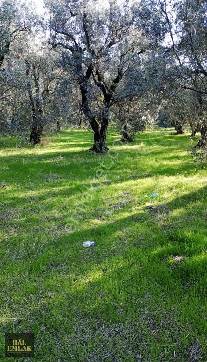 Bandırma Edincik Mahallesi 1070 M2 Eşsiz Zeytinlik - Görsel 11