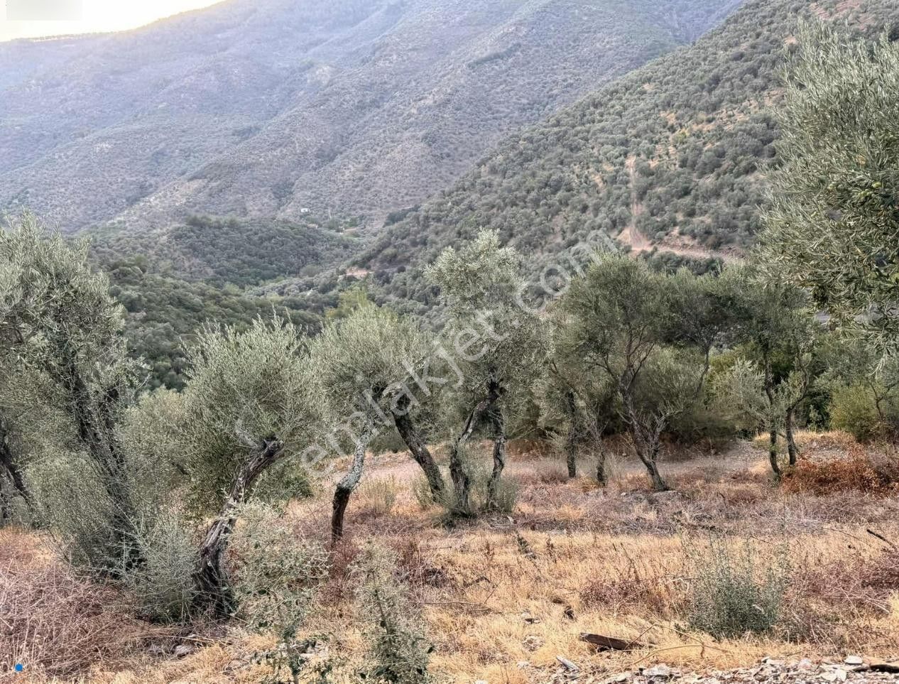 Bayındır / Söğütören'de Satılık 4 Dönüm Müstakil Tapu Zeytinlik - Görsel 7