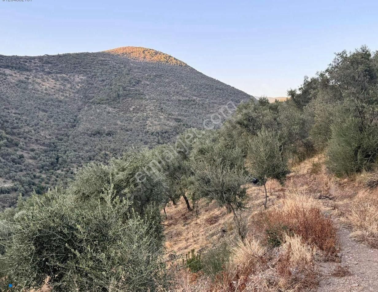 Bayındır / Söğütören'de Satılık 4 Dönüm Müstakil Tapu Zeytinlik - Görsel 11