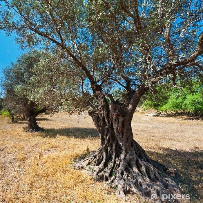 Bayındır / Söğütören'de Satılık 4 Dönüm Müstakil Tapu Zeytinlik - Görsel 16