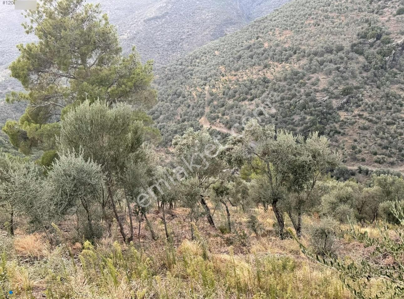 Bayındır / Söğütören'de Satılık 4 Dönüm Müstakil Tapu Zeytinlik - Görsel 13