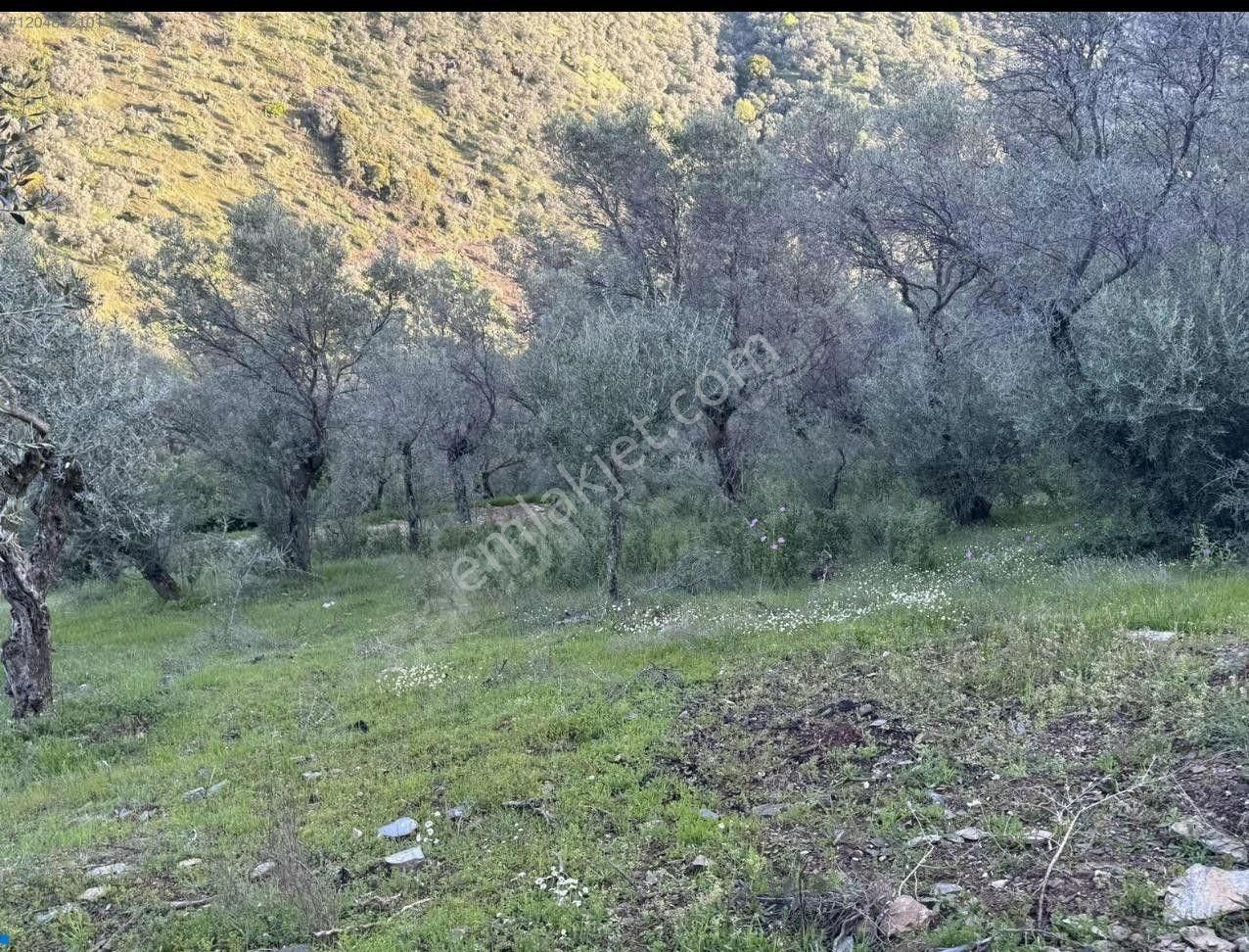 Bayındır / Söğütören'de Satılık 4 Dönüm Müstakil Tapu Zeytinlik - Görsel 4