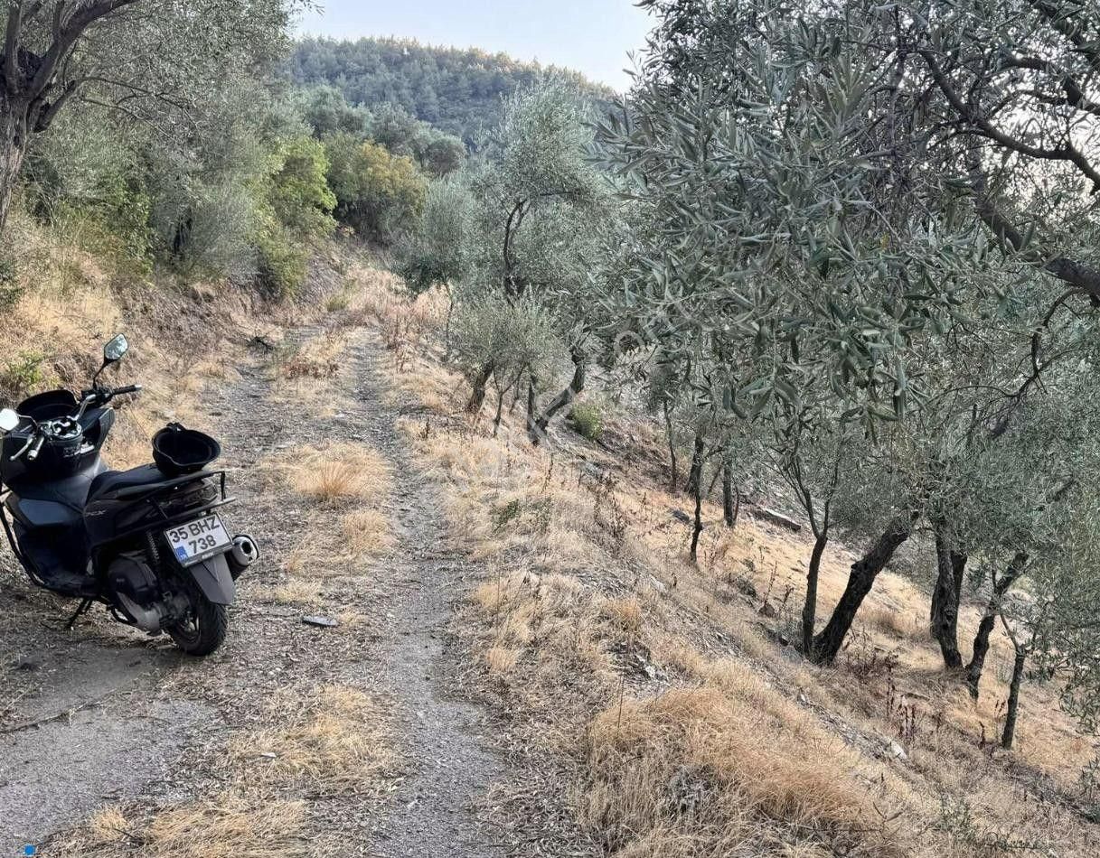 Bayındır / Söğütören'de Satılık 4 Dönüm Müstakil Tapu Zeytinlik - Görsel 3