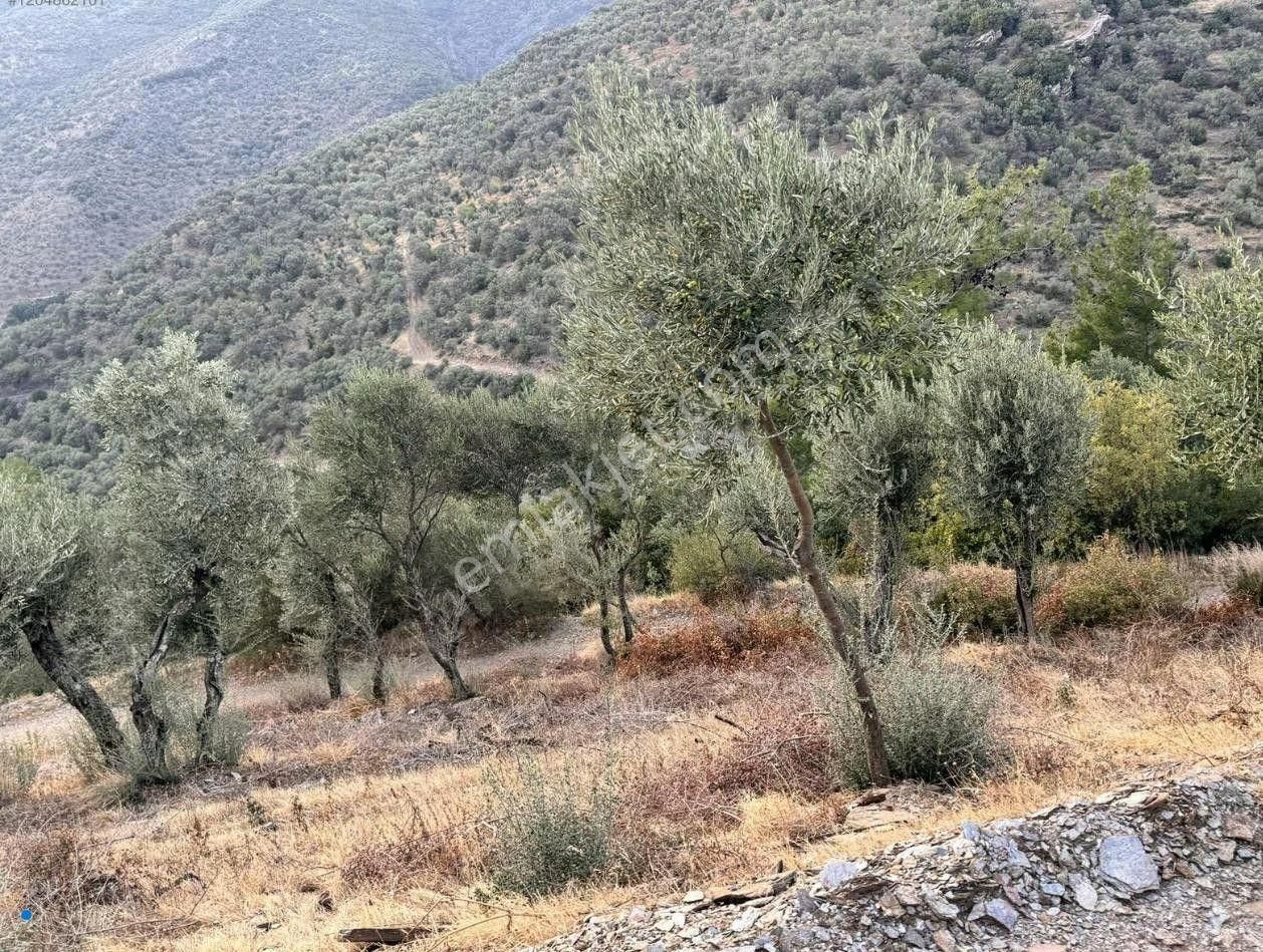 Bayındır / Söğütören'de Satılık 4 Dönüm Müstakil Tapu Zeytinlik - Görsel 6