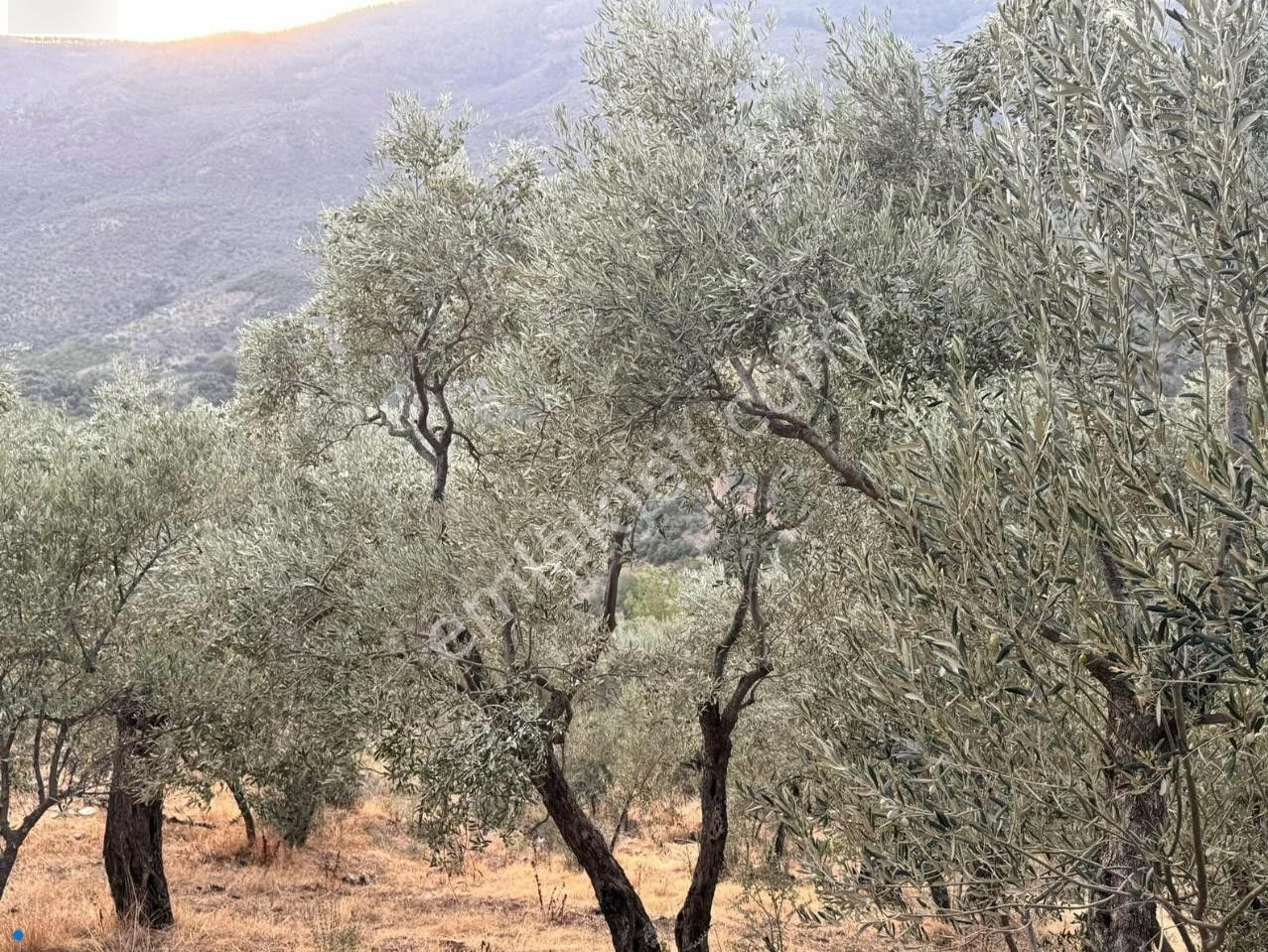 Bayındır / Söğütören'de Satılık 4 Dönüm Müstakil Tapu Zeytinlik