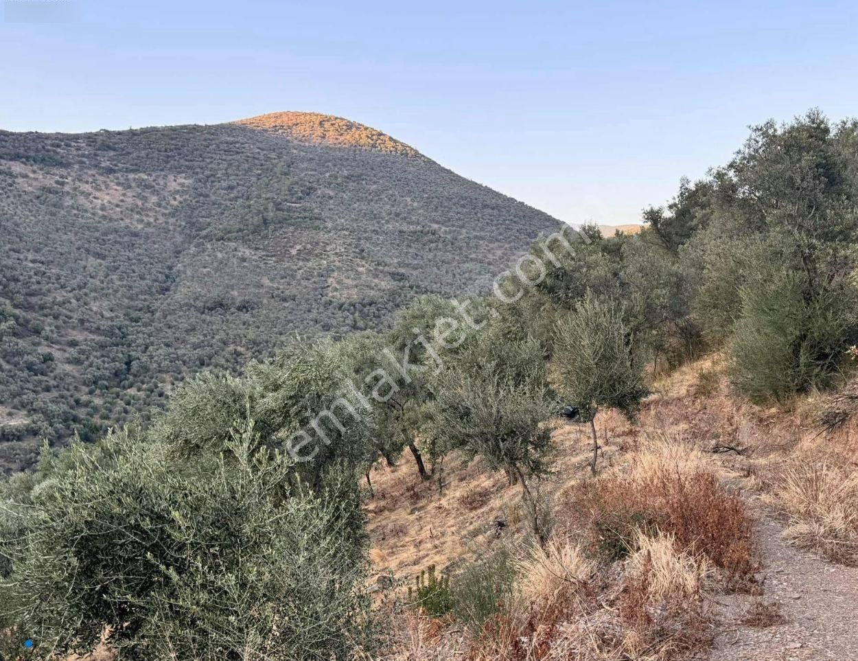 Bayındır / Söğütören'de Satılık 4 Dönüm Müstakil Tapu Zeytinlik - Görsel 9