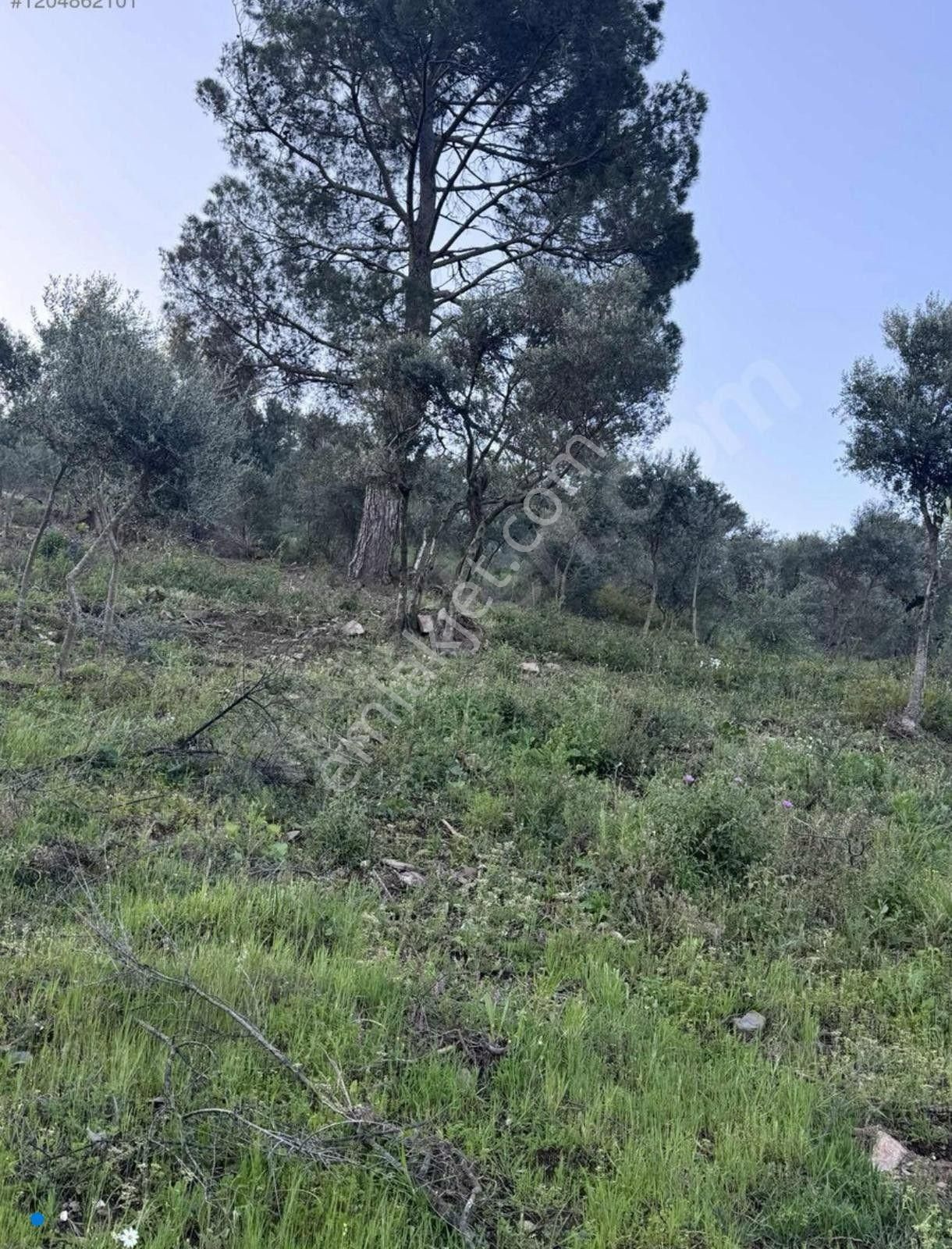 Bayındır / Söğütören'de Satılık 4 Dönüm Müstakil Tapu Zeytinlik - Görsel 8