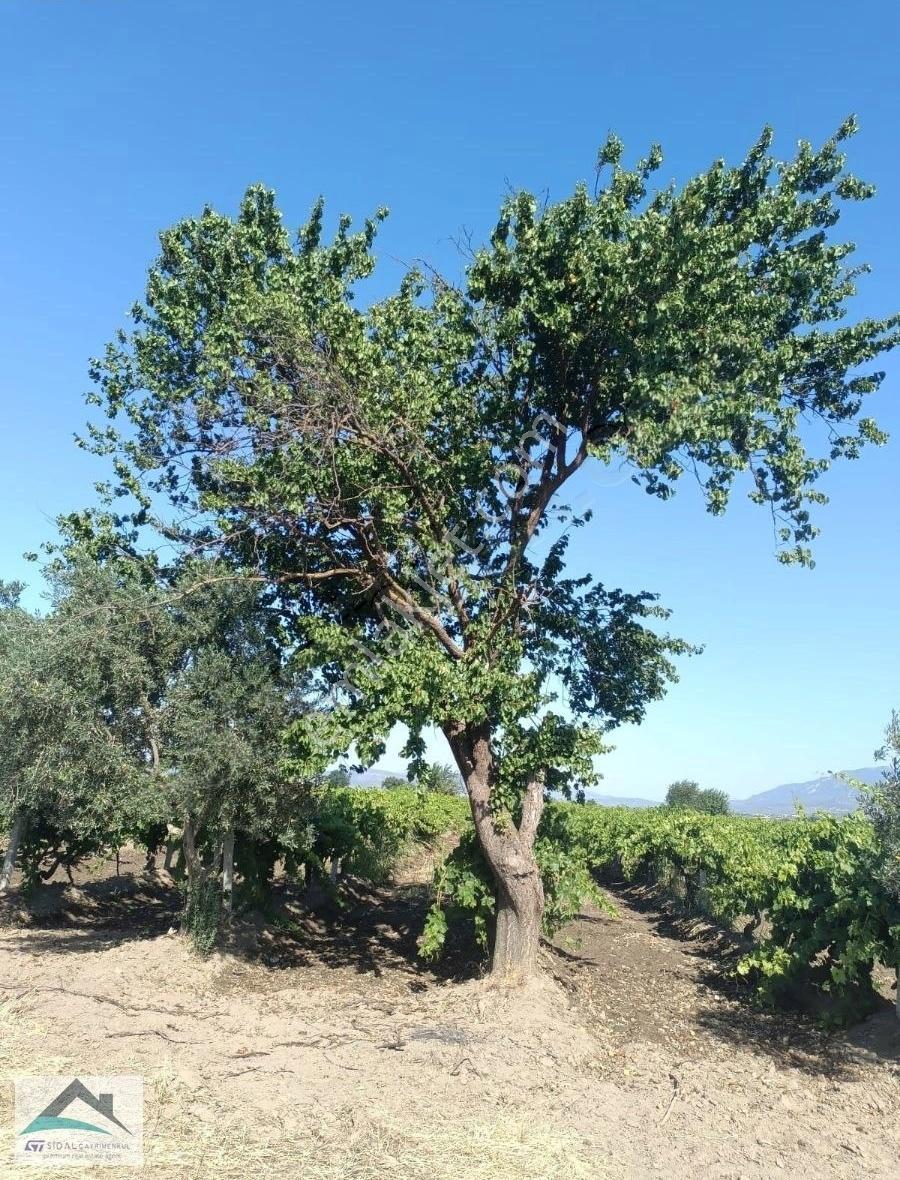 Saruhanlı Hacırahmanlı Kışla Ovasında Satılık Verimli Üzüm Bağı - Görsel 12