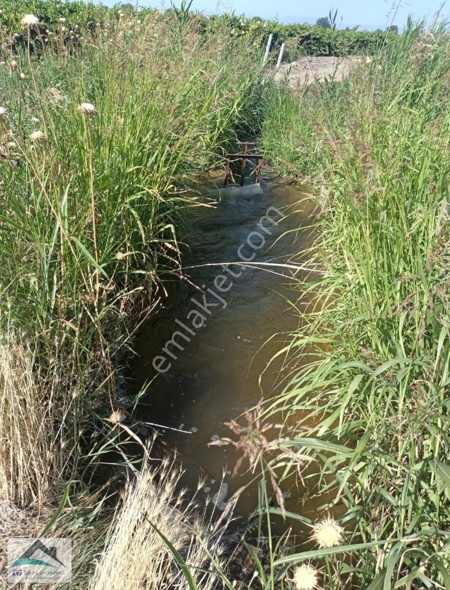 Saruhanlı Hacırahmanlı Kışla Ovasında Satılık Verimli Üzüm Bağı - Görsel 5