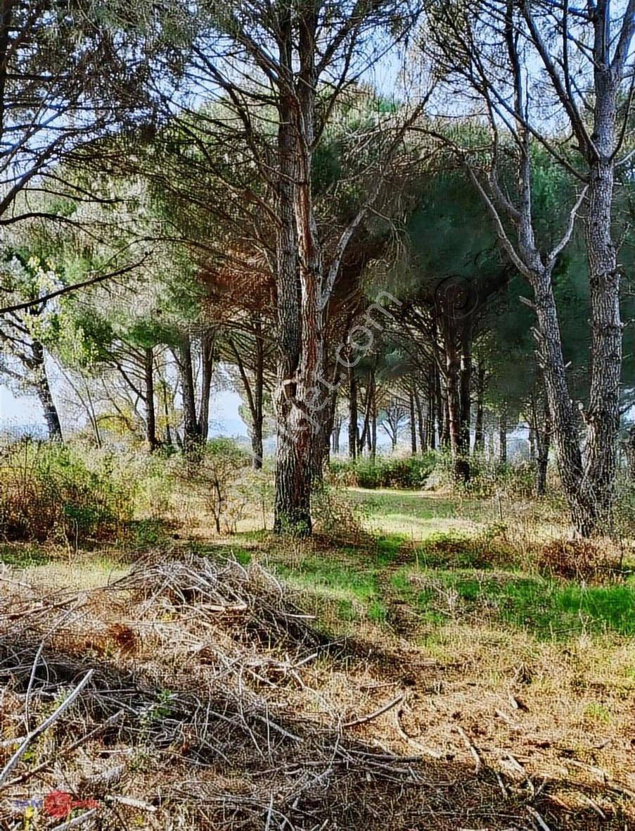 Bergama Kozak Yaylasında Satılık Çamlık - Görsel 7
