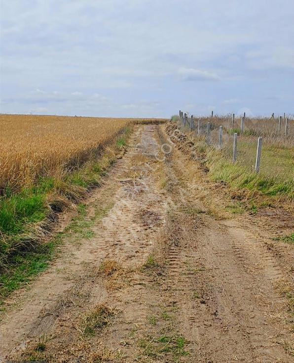 Tekirdağ Kapaklı Uzunhacı Tarla+bağ Yeri Yatırımlık