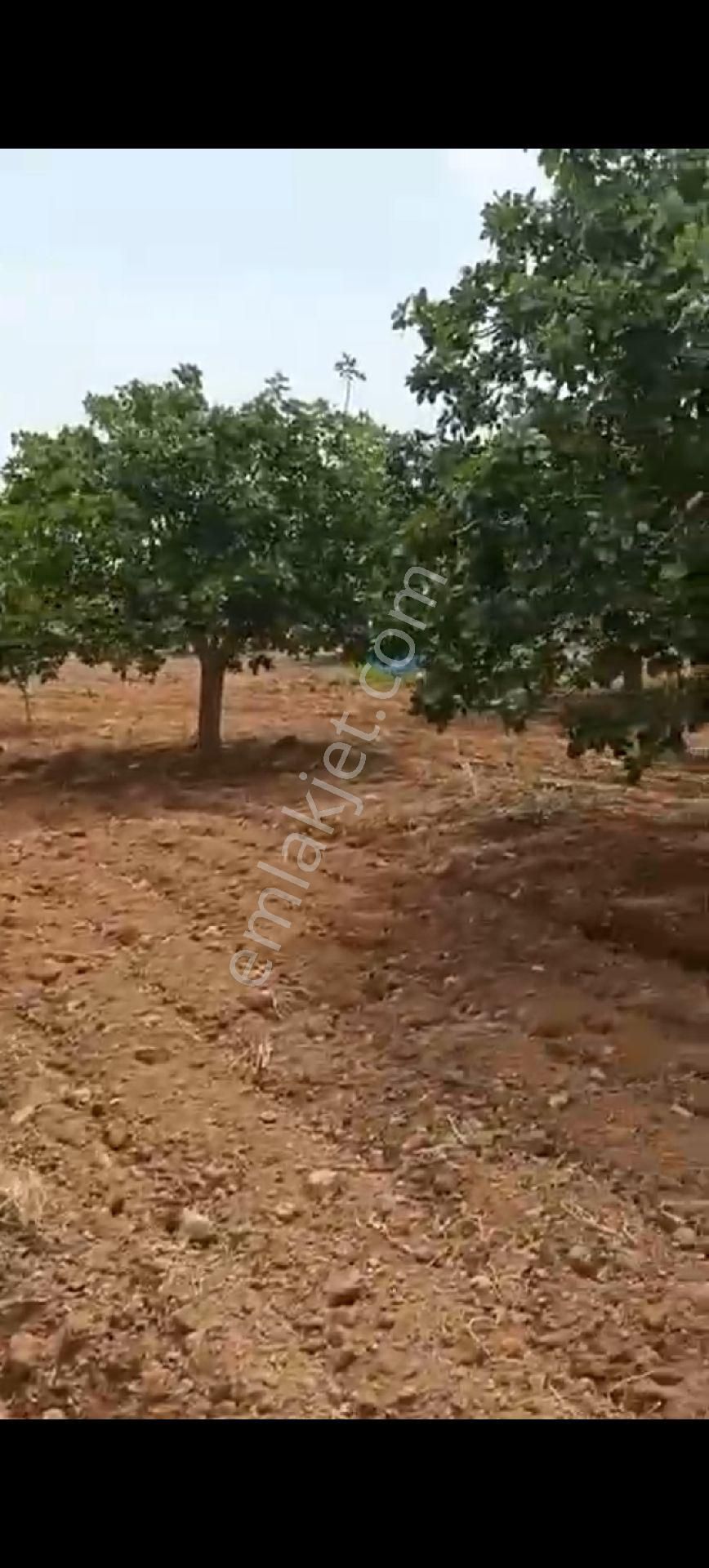 Karkamiş Yazır Köyünde Satlik Fıstik - Görsel 2