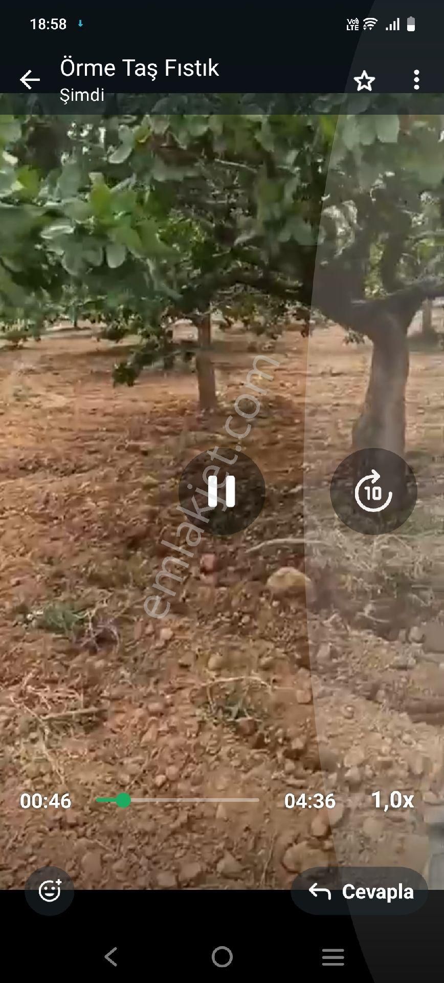 Karkamiş Yazır Köyünde Satlik Fıstik - Görsel 12