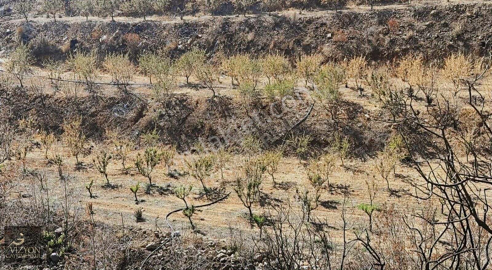 Mersin Silifke İmamuşağı 42.179 M2 Satılık Badem Bahçesi - Görsel 6