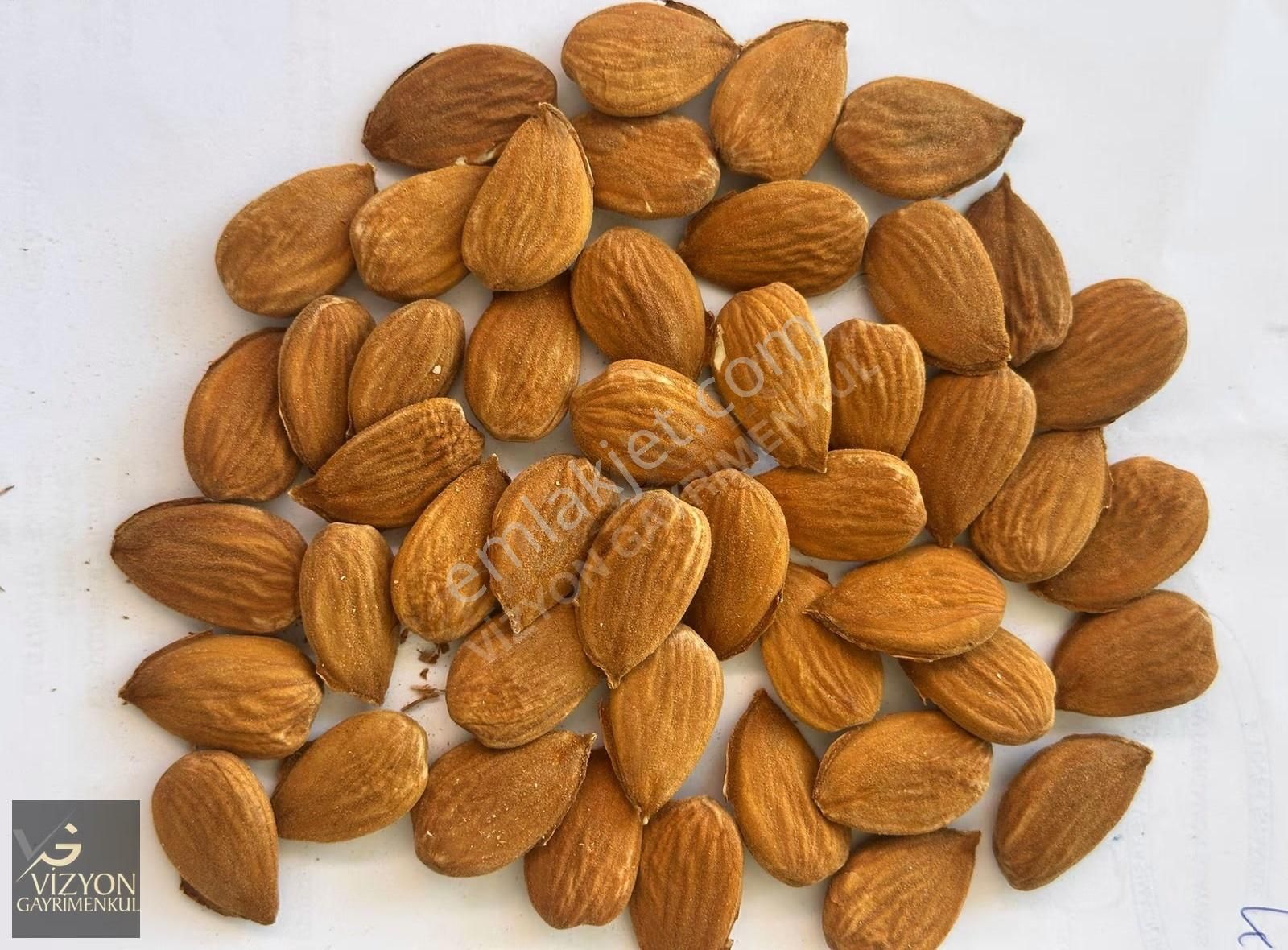 Mersin Silifke İmamuşağı 42.179 M2 Satılık Badem Bahçesi - Görsel 15