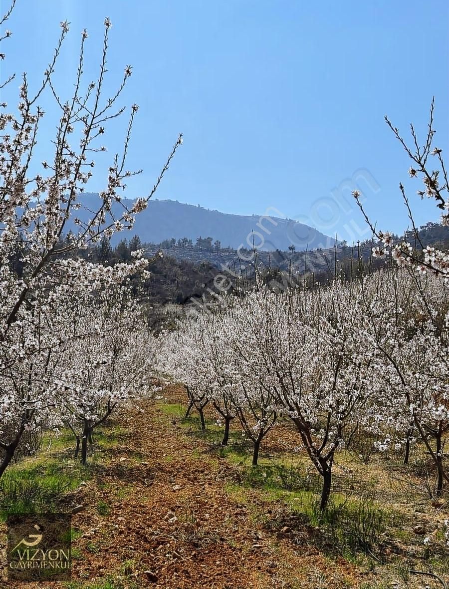 Mersin Silifke İmamuşağı 42.179 M2 Satılık Badem Bahçesi - Görsel 3