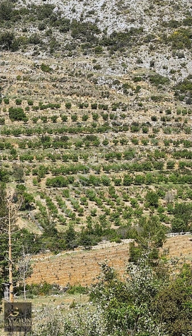 Mersin Silifke İmamuşağı 42.179 M2 Satılık Badem Bahçesi - Görsel 11