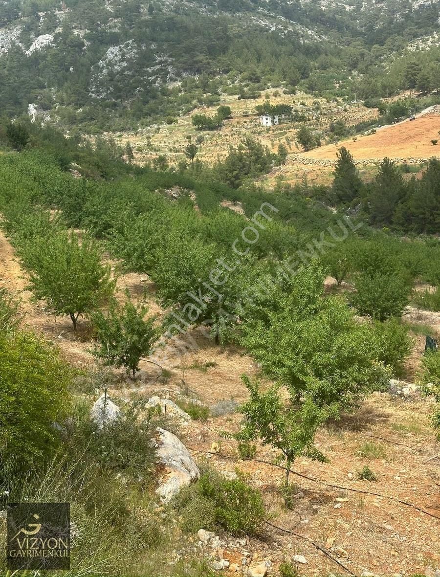 Mersin Silifke İmamuşağı 42.179 M2 Satılık Badem Bahçesi - Görsel 14