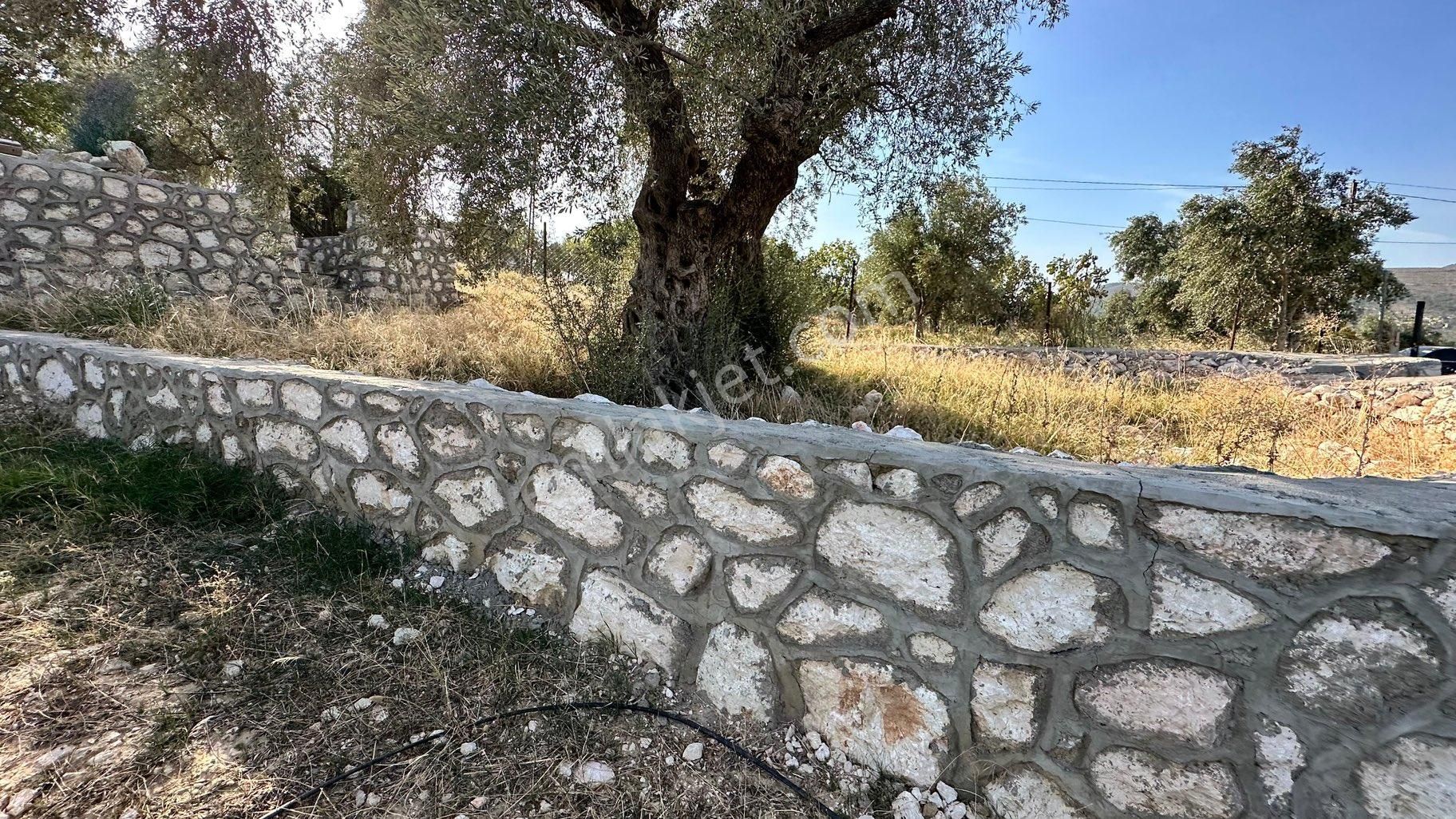 Çok Acill Sahibinden Satılık Urla Taşı Ev Ve Bahçe - Görsel 24