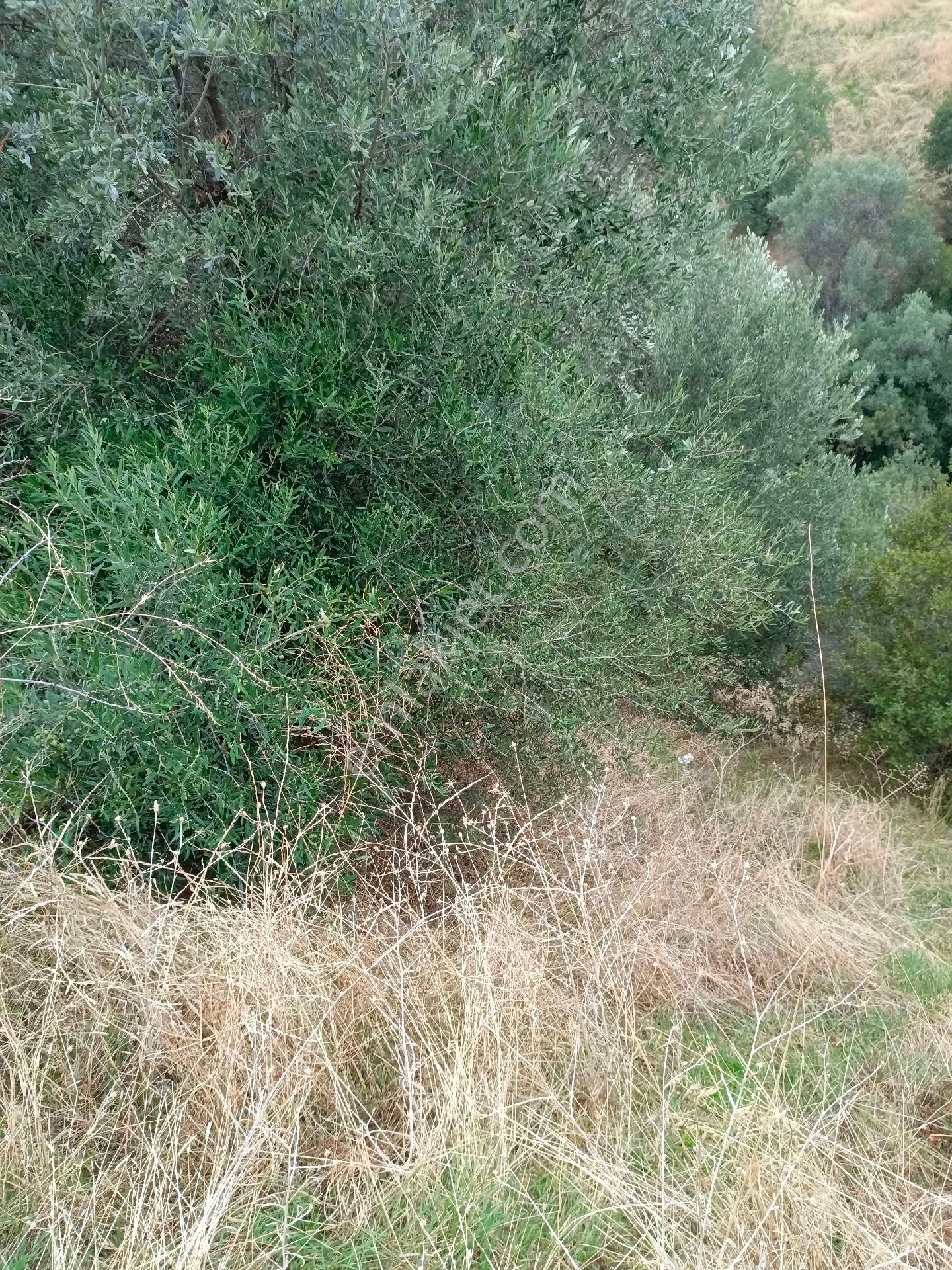 Aydın Nazilli Hasköy Mah Satılık - Görsel 6