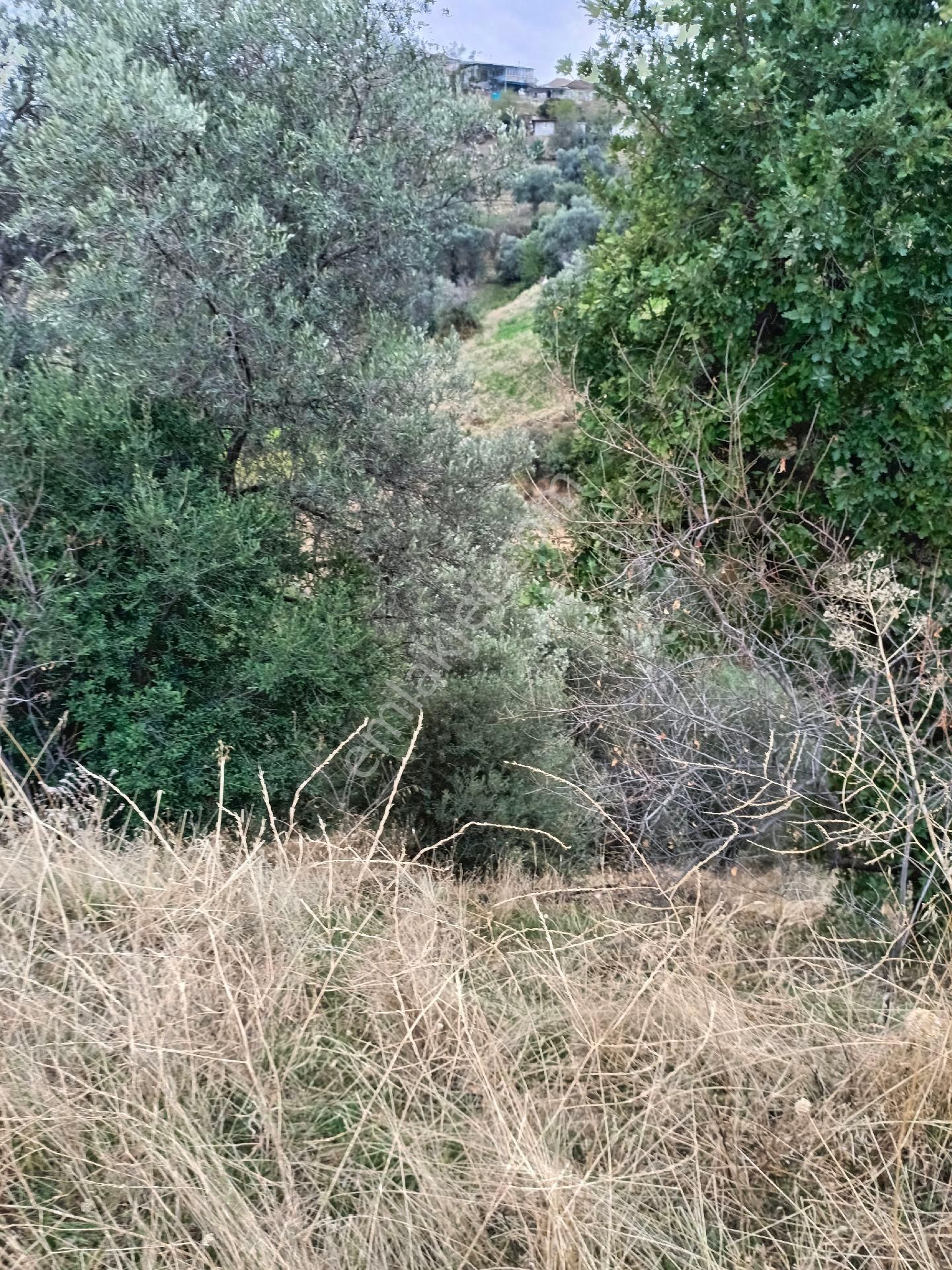 Aydın Nazilli Hasköy Mah Satılık - Görsel 5