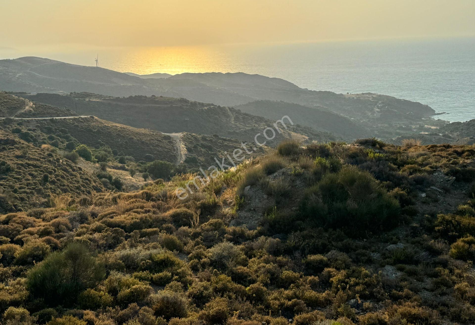 Karaburun'da Deniz Manzaralı Kadastral Yol Tarım İmarı Satılık Tarla - Görsel 3
