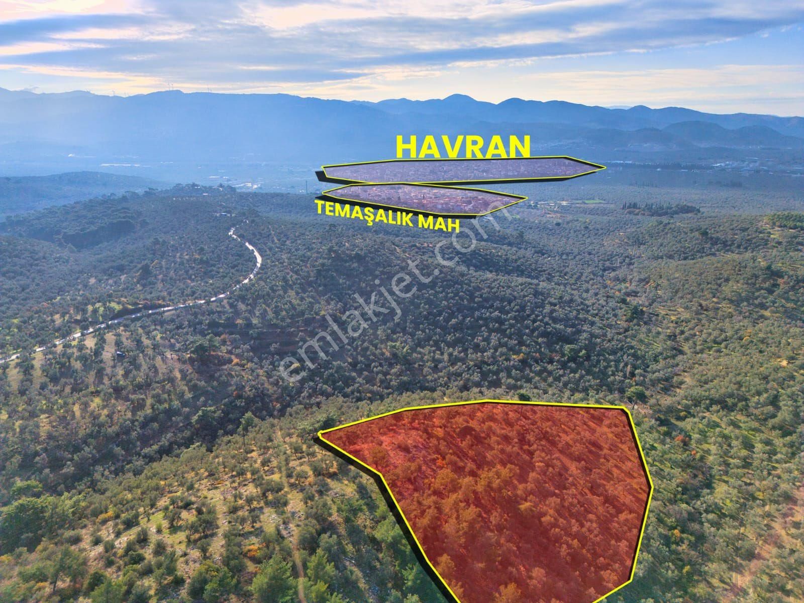 Havran’da Merkeze 2 Km Zeytinlik - Görsel 19