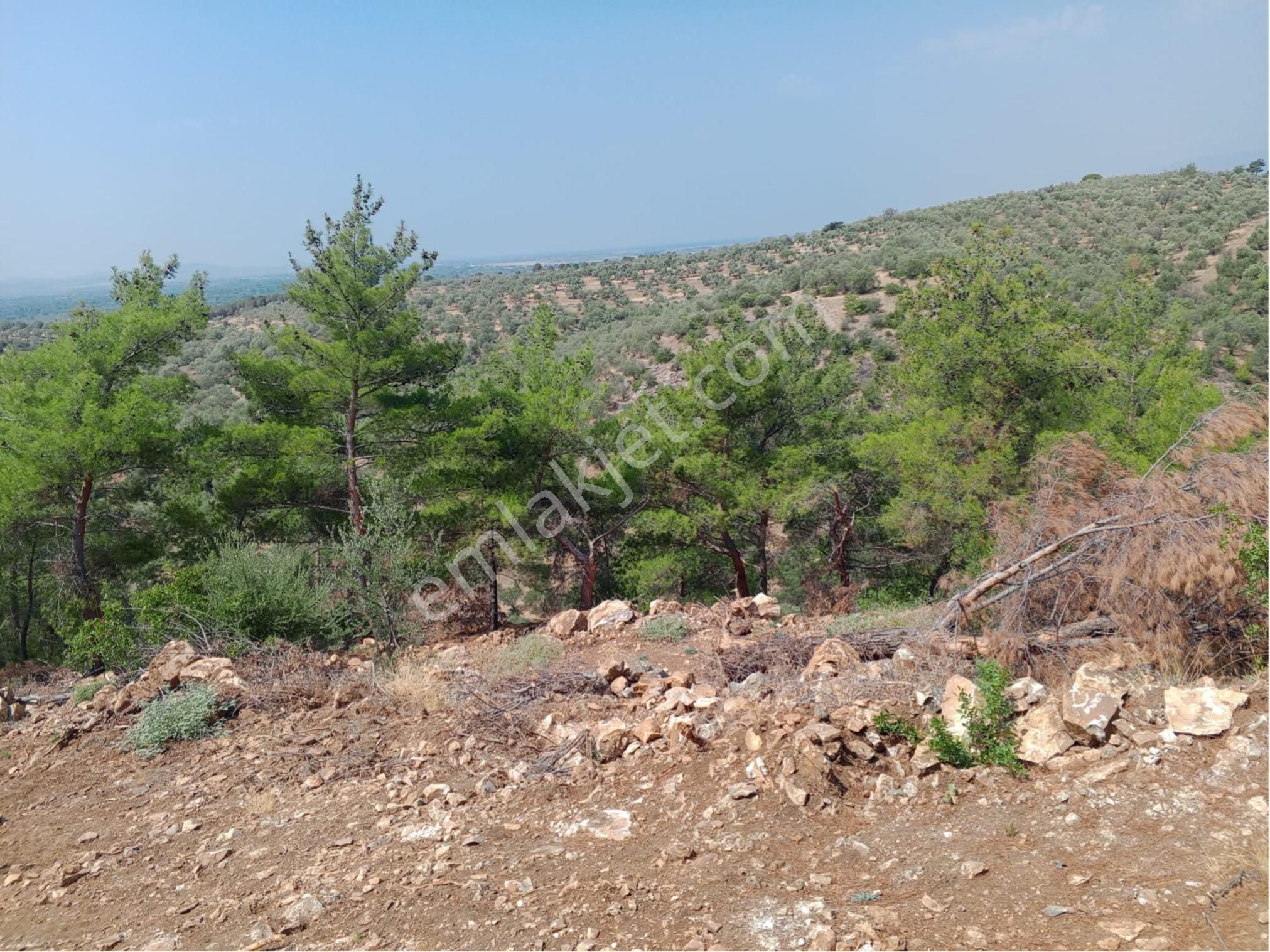 Havran’da Merkeze 2 Km Zeytinlik - Görsel 33