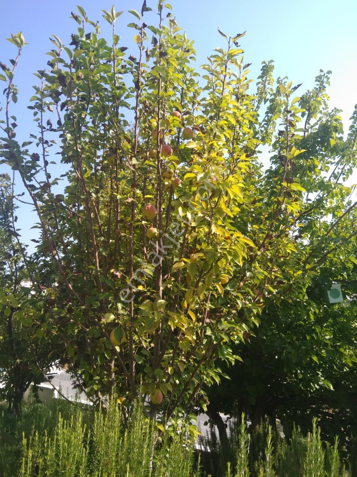 Deniz Manzaralı Geniş Bahçeli 4+1 Satılık Tripleks Villa - Görsel 18