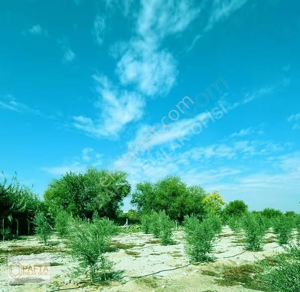 Korucukta Ana Yola Çok Yakın Satılık 7625m Zeytin Bahçesi - Görsel 5