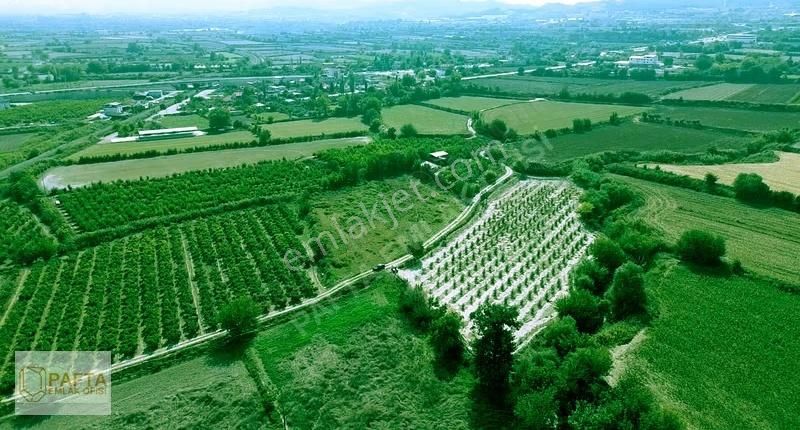 Korucukta Ana Yola Çok Yakın Satılık 7625m Zeytin Bahçesi - Görsel 2