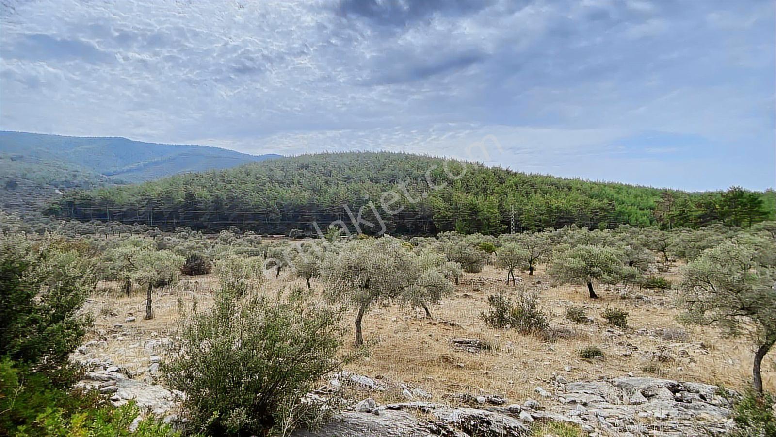 Muğla Milas Gürçamlar Satılık Zeytınlık