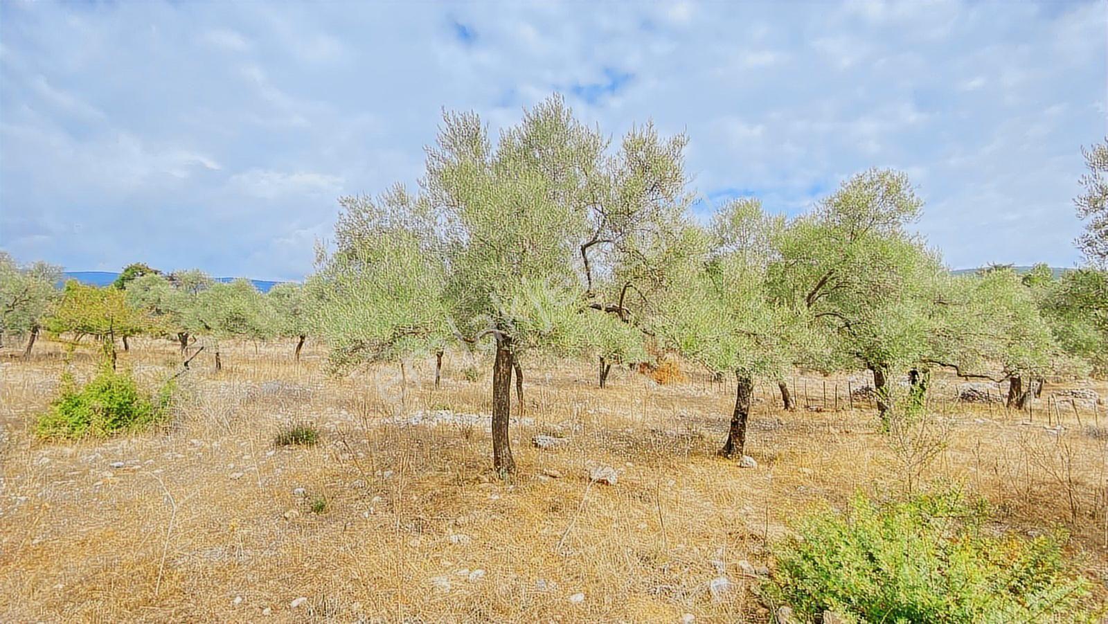Muğla Milas Gürçamlar Satılık Zeytınlık - Görsel 5