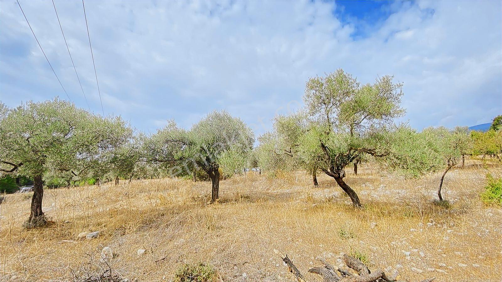 Muğla Milas Gürçamlar Satılık Zeytınlık - Görsel 6