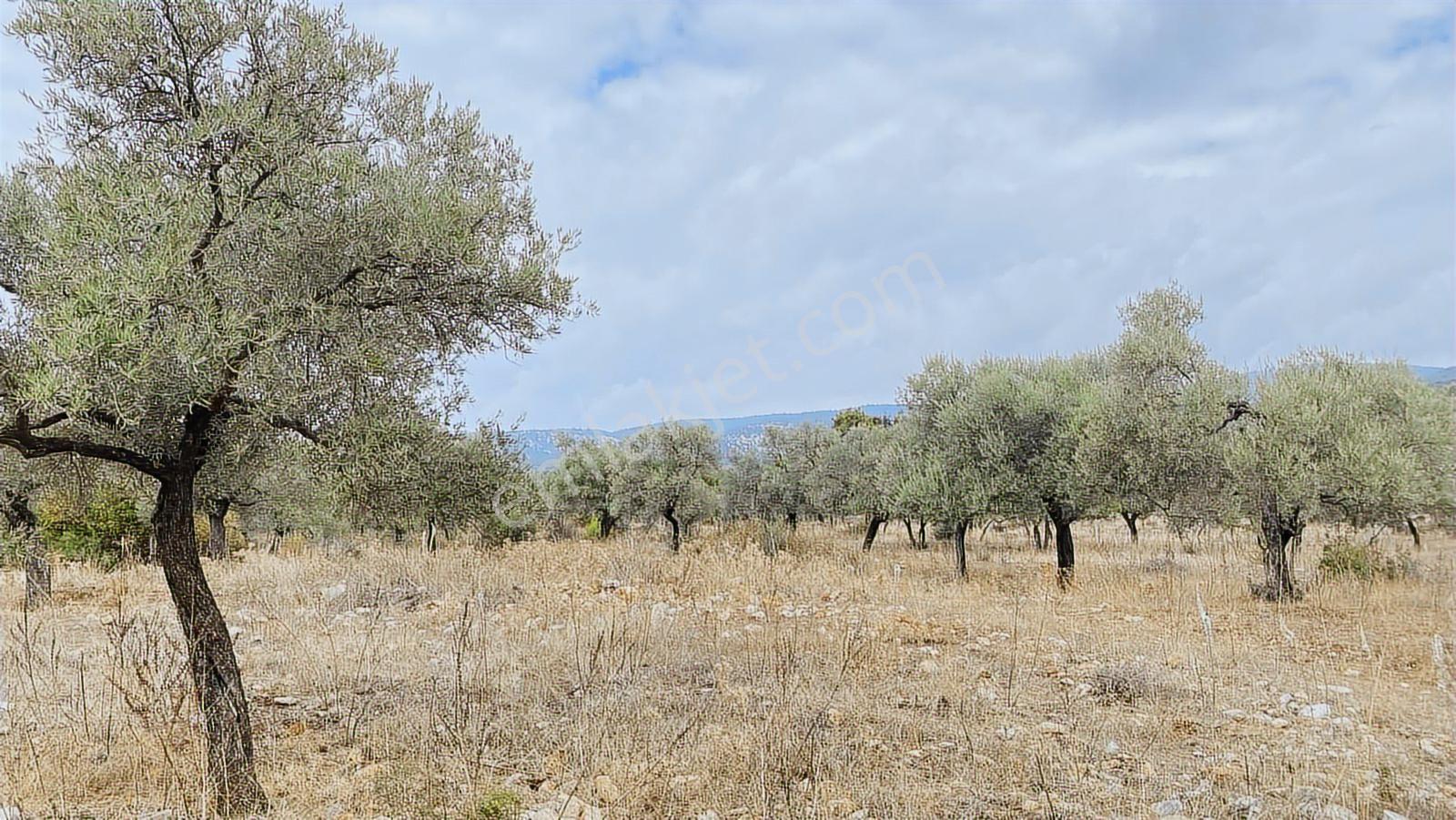 Muğla Milas Gürçamlar Satılık Zeytınlık - Görsel 8