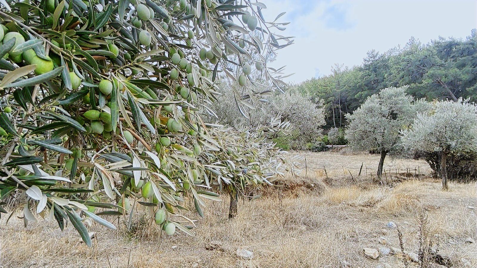Muğla Milas Gürçamlar Satılık Zeytınlık - Görsel 7