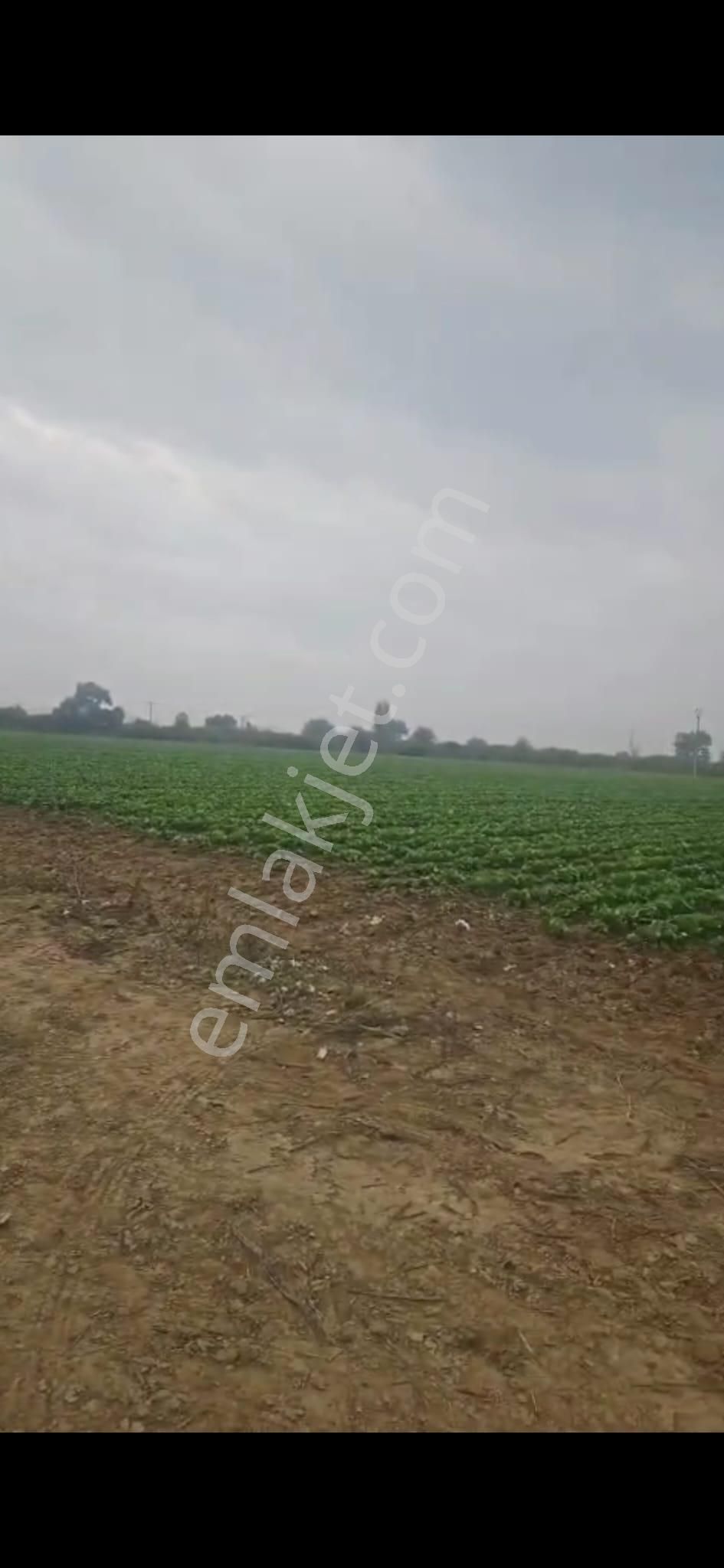 Oğuzay Emlak’tan – İzmir Tire Mahmutlar Köyü’nde Elektrikli Sulu Resmi Yollu Yatırımlık Tarla