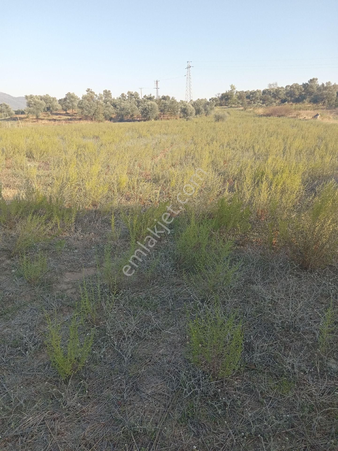 Dalaman Kayadibi Köyünde Satılık Tarla - Görsel 9