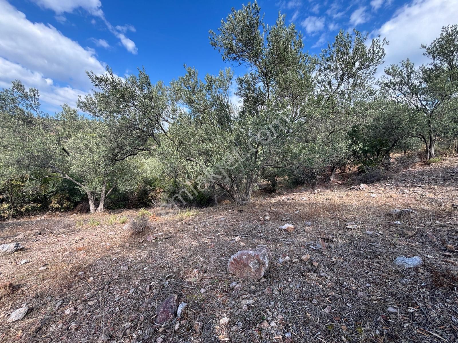 Bergama Çamköy Mahallesinde Tek Tapulu Zeytinlik - Görsel 13