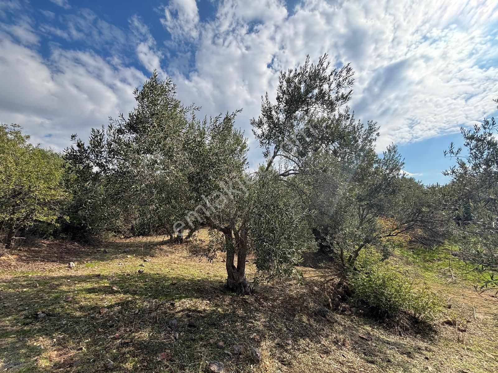 Bergama Çamköy Mahallesinde Tek Tapulu Zeytinlik - Görsel 7