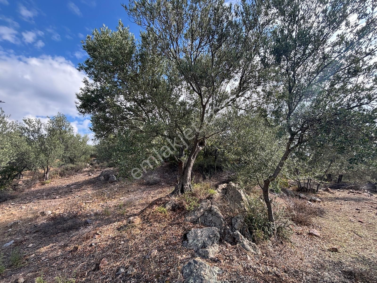 Bergama Çamköy Mahallesinde Tek Tapulu Zeytinlik - Görsel 12