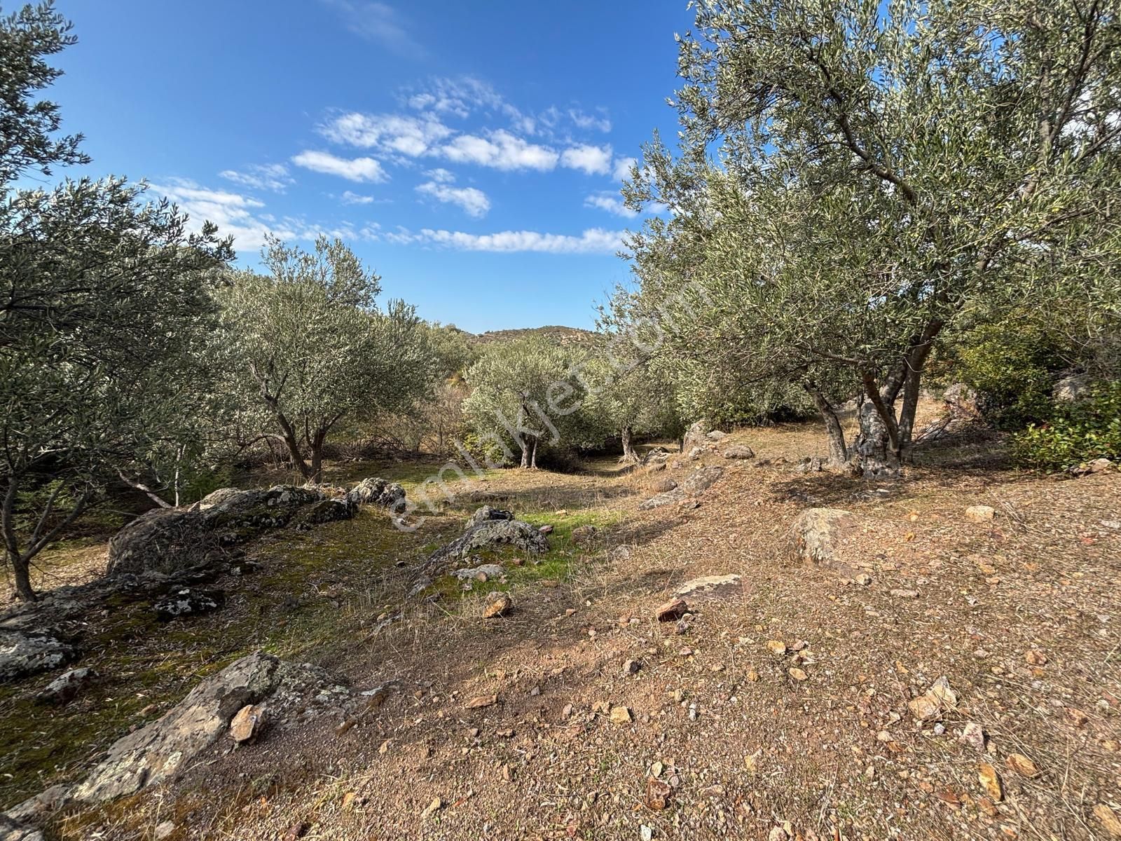 Bergama Çamköy Mahallesinde Tek Tapulu Zeytinlik - Görsel 2