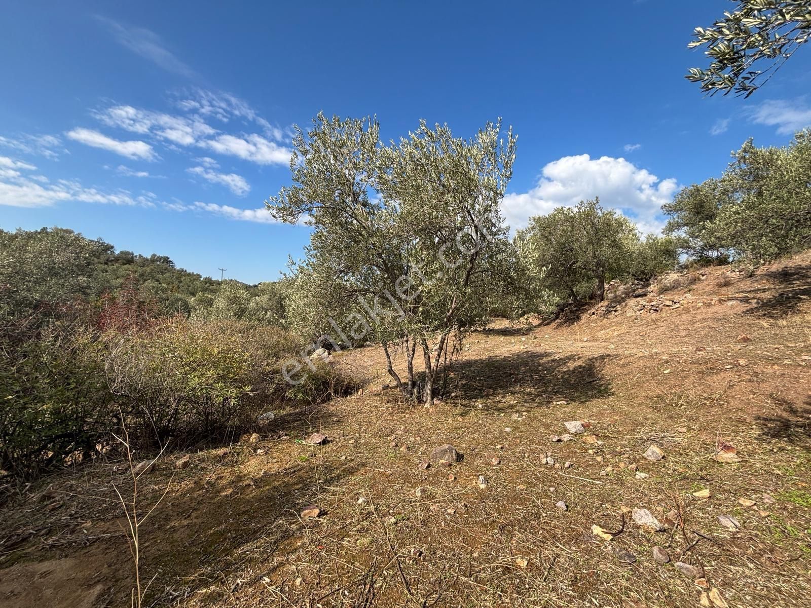 Bergama Çamköy Mahallesinde Tek Tapulu Zeytinlik - Görsel 3